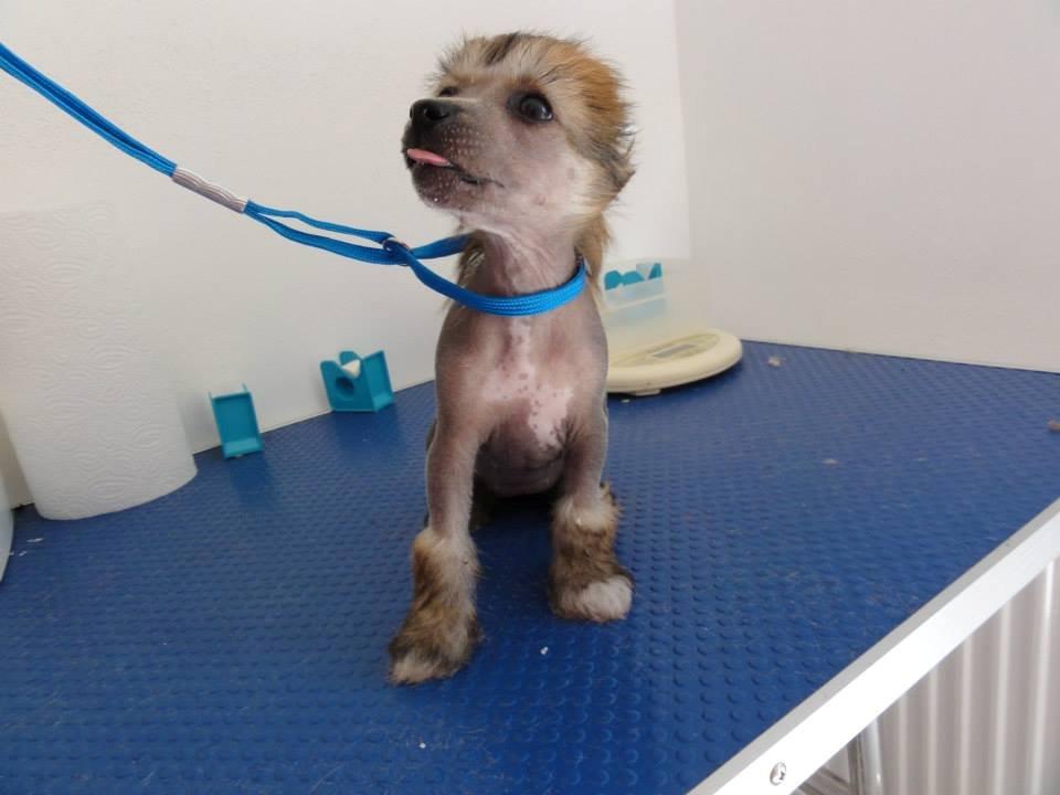 Chinese crested hårløs Crazy Little Diamonds Candy-Floss ( Aimee ) billede 4