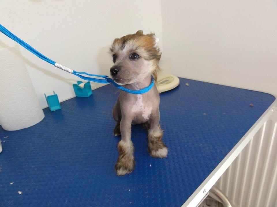 Chinese crested hårløs Crazy Little Diamonds Candy-Floss ( Aimee ) billede 5