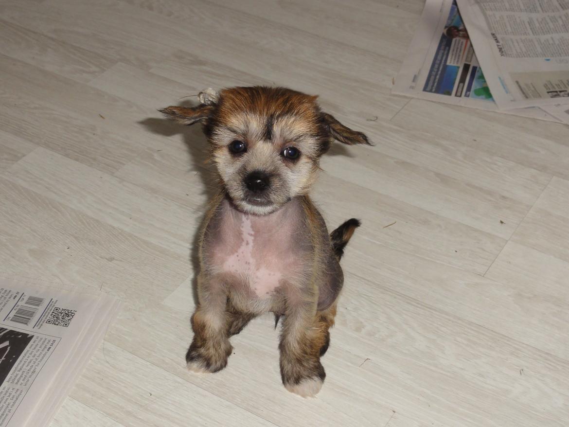 Chinese crested hårløs Crazy Little Diamonds Candy-Floss ( Aimee ) billede 6