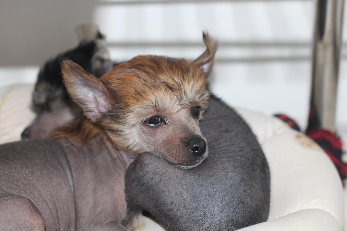 Chinese crested hårløs Crazy Little Diamonds Candy-Floss ( Aimee ) billede 7