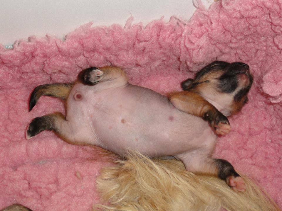 Chinese crested hårløs Crazy Little Diamonds Candy-Floss ( Aimee ) billede 8