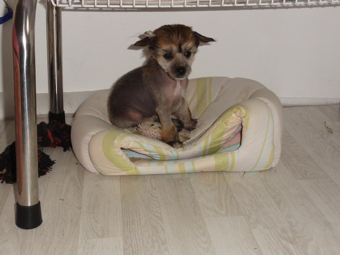 Chinese crested hårløs Crazy Little Diamonds Candy-Floss ( Aimee ) billede 9