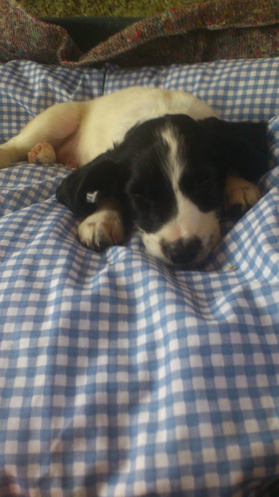 Blanding af racer Eddie Aka dynedyret billede 2