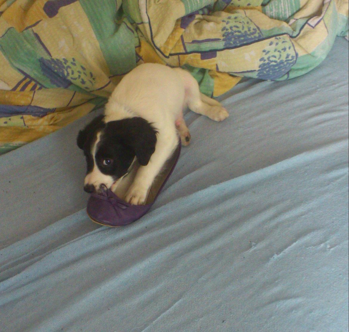 Blanding af racer Eddie Aka dynedyret billede 4