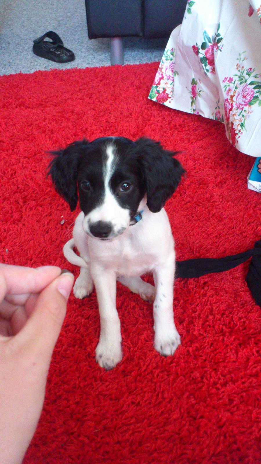 Blanding af racer Eddie Aka dynedyret billede 6