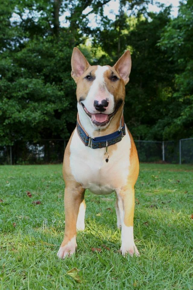 Bullterrier Dexter - Dexter med sit nye halsbånd :-) Juni 2013 billede 11