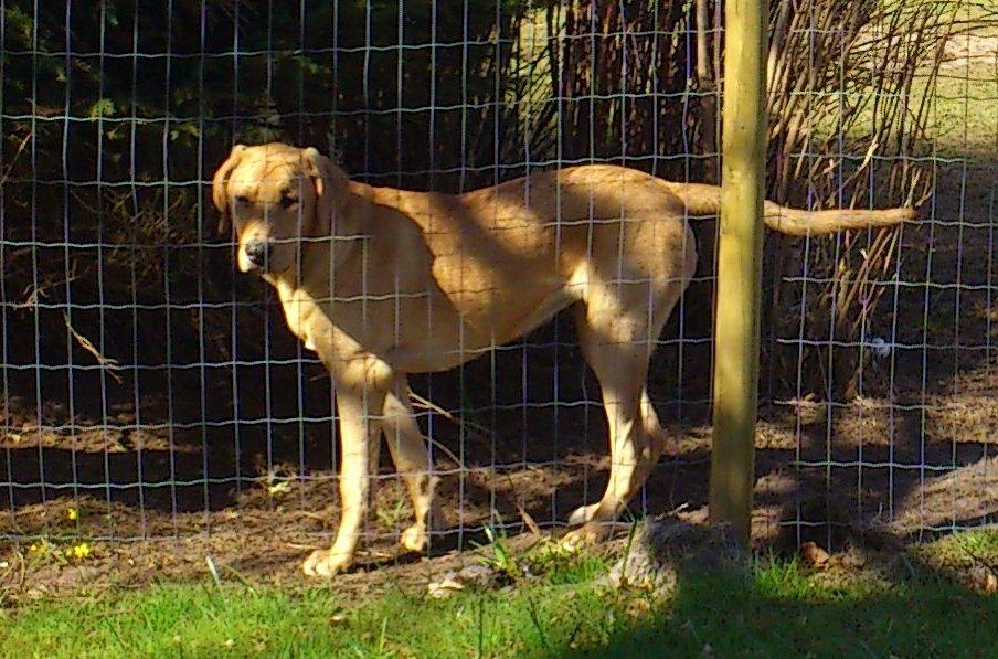 Broholmer Idun - haven er hegnet ind nu er der ingen fare for at komme ud på vejen ved en fejl. billede 9