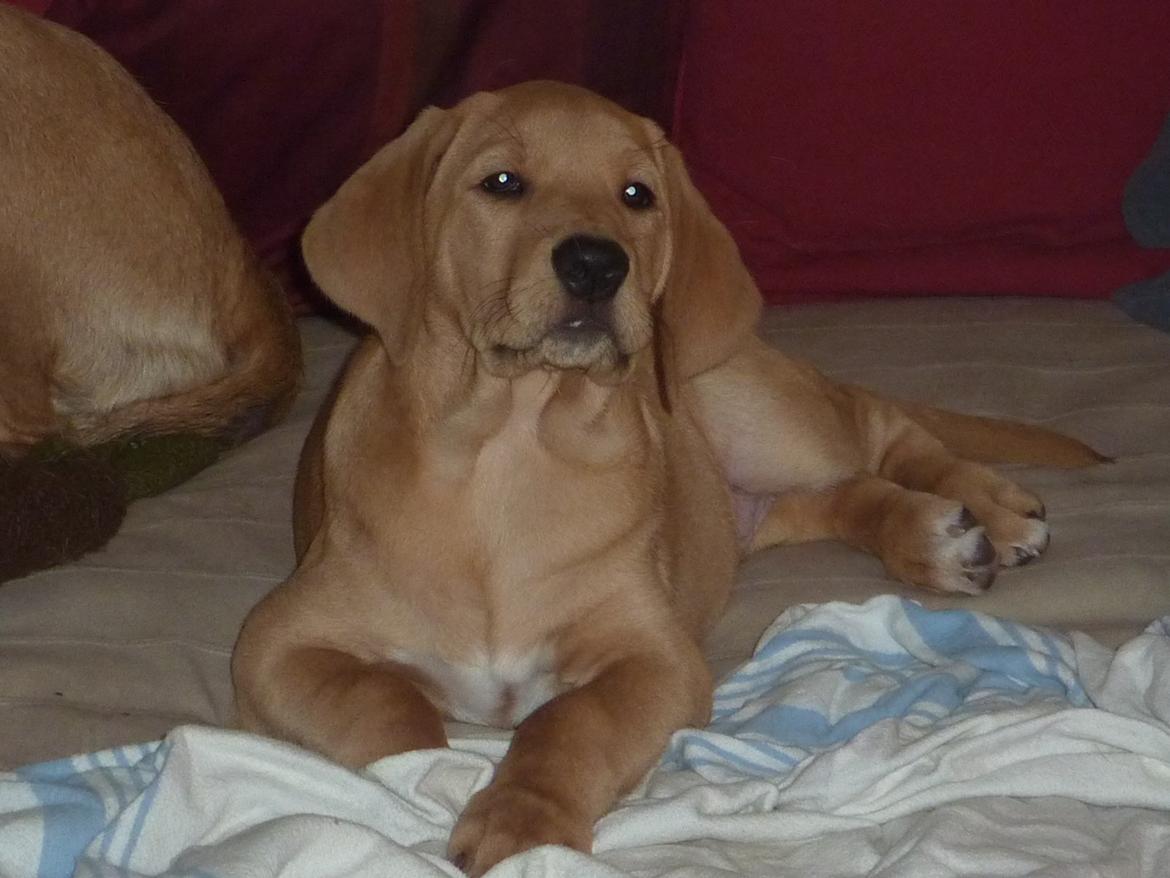 Broholmer Idun billede 2