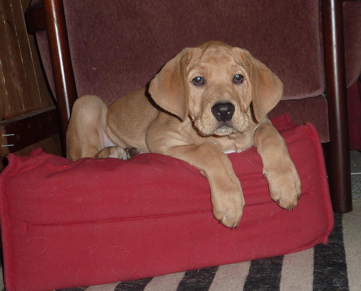 Broholmer Idun billede 1