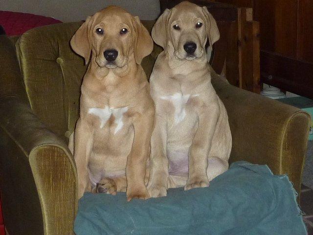 Broholmer Idun - Idun tv. med hendes bror Lui 4mdr. billede 3