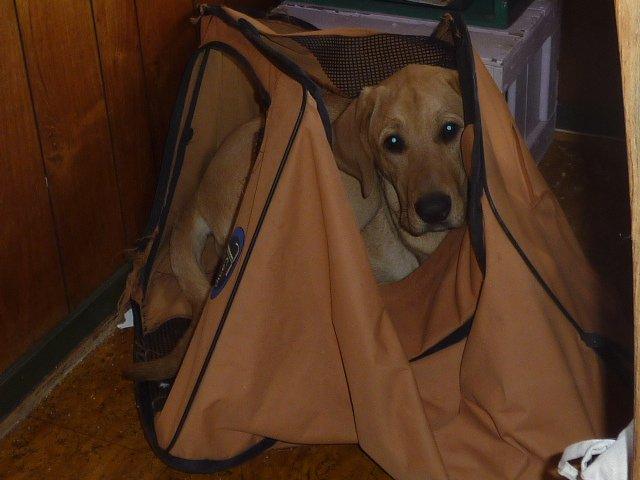 Broholmer Idun - meen man kan da stadig ligge i den.... billede 5