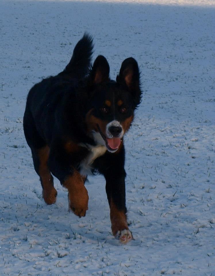 Berner sennenhund Bernerstuens Bimbette "Bimse"/ "Mulle" billede 16