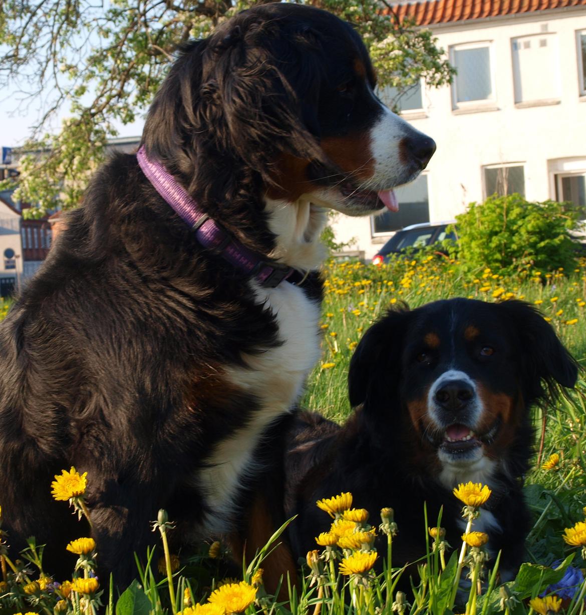 Berner sennenhund Bernerstuens Bimbette "Bimse"/ "Mulle" billede 17