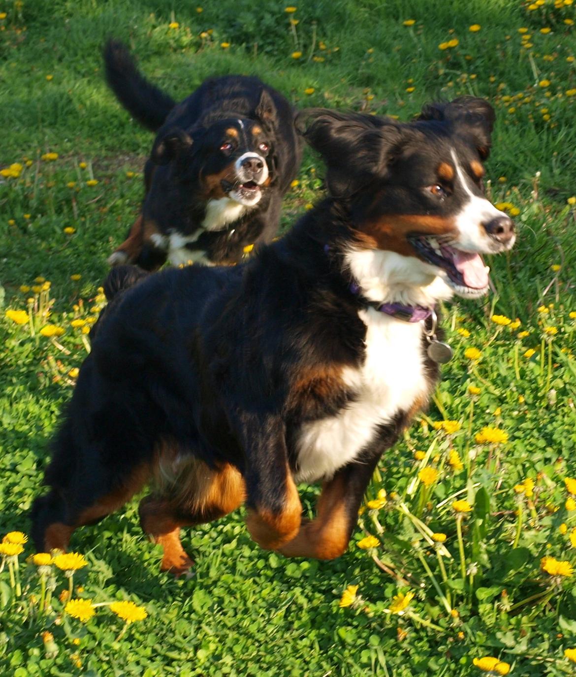 Berner sennenhund Bernerstuens Bimbette "Bimse"/ "Mulle" billede 18