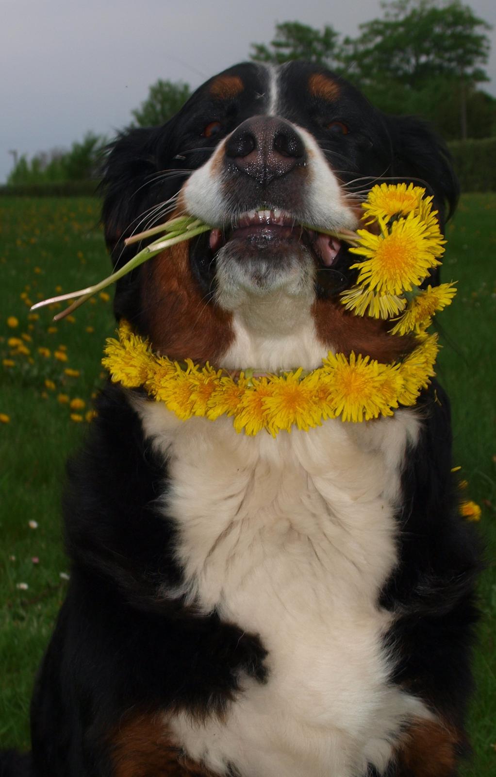 Berner sennenhund Nala *min eneste  ene* billede 19