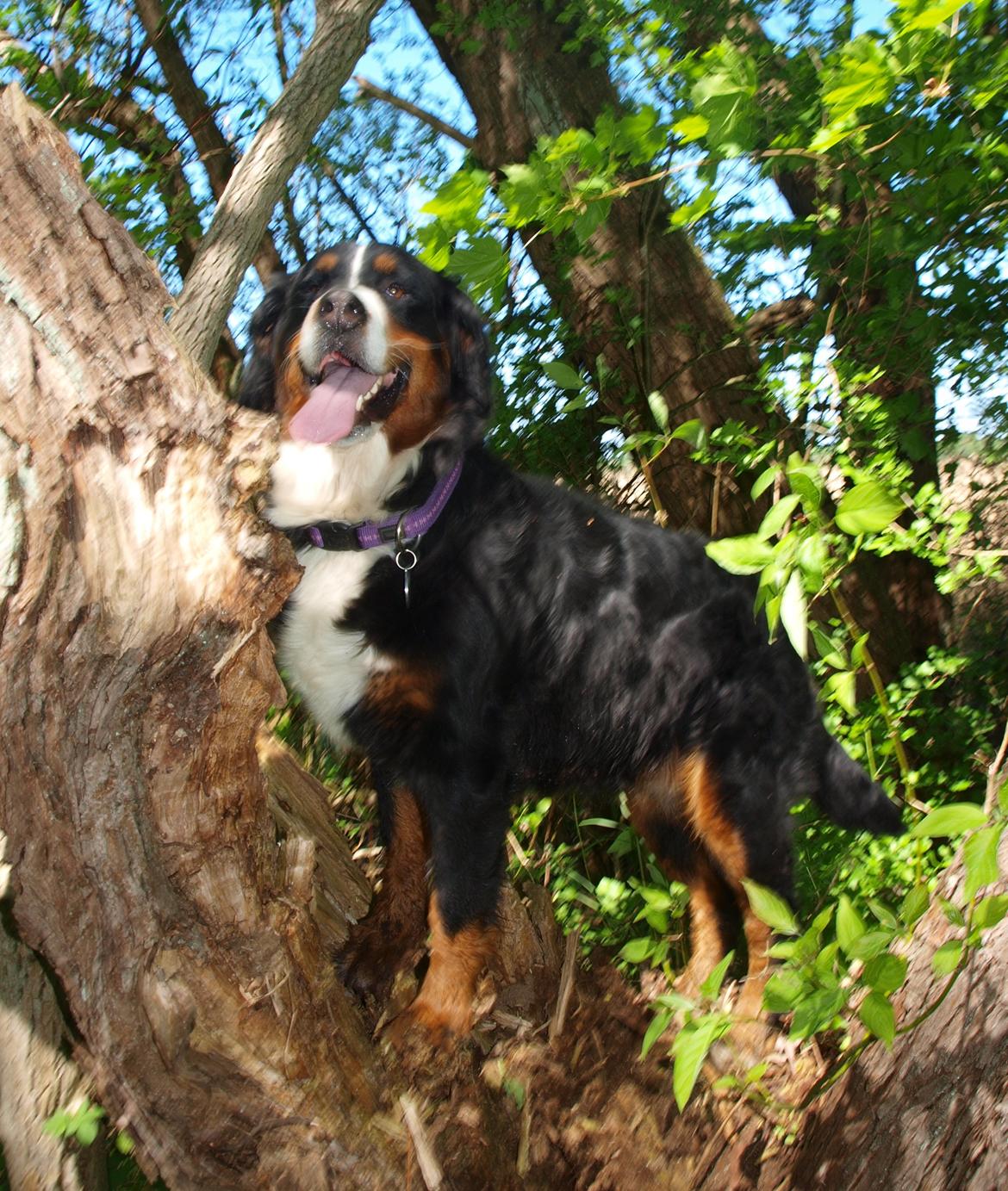 Berner sennenhund Nala *min eneste  ene* billede 1