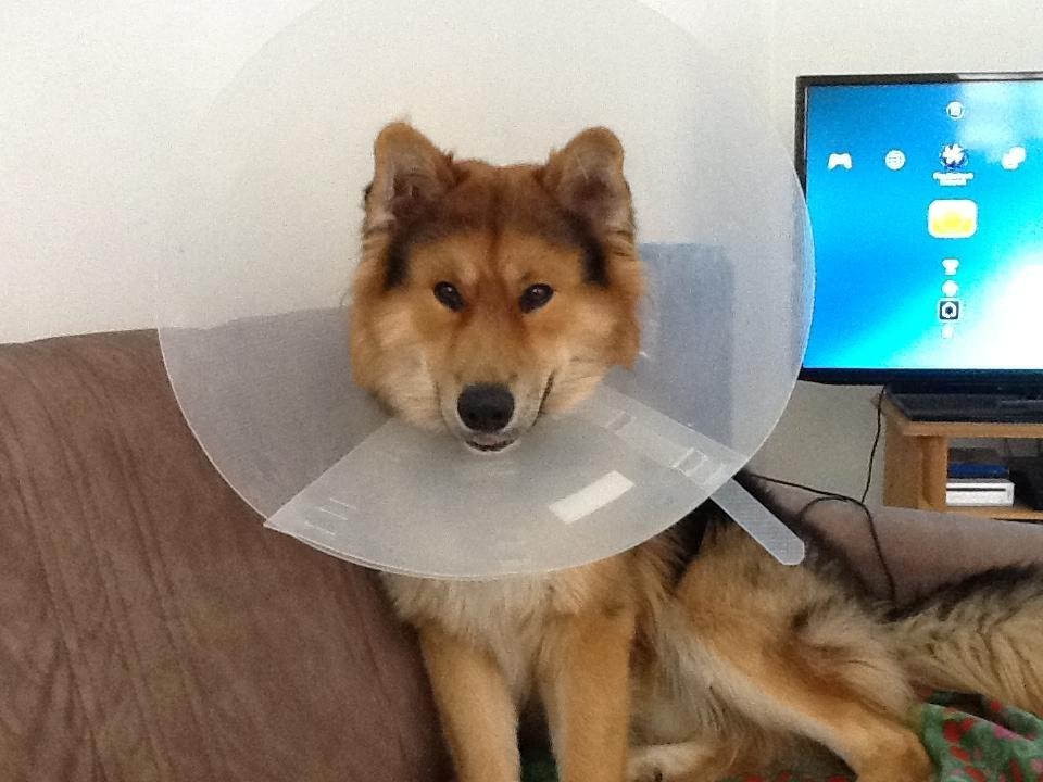 Blanding af racer Elvis - Hvad har gjord mor siden jeg skal have den her på.
Tro mig min skat, du har ikke gjord noget <3  billede 16