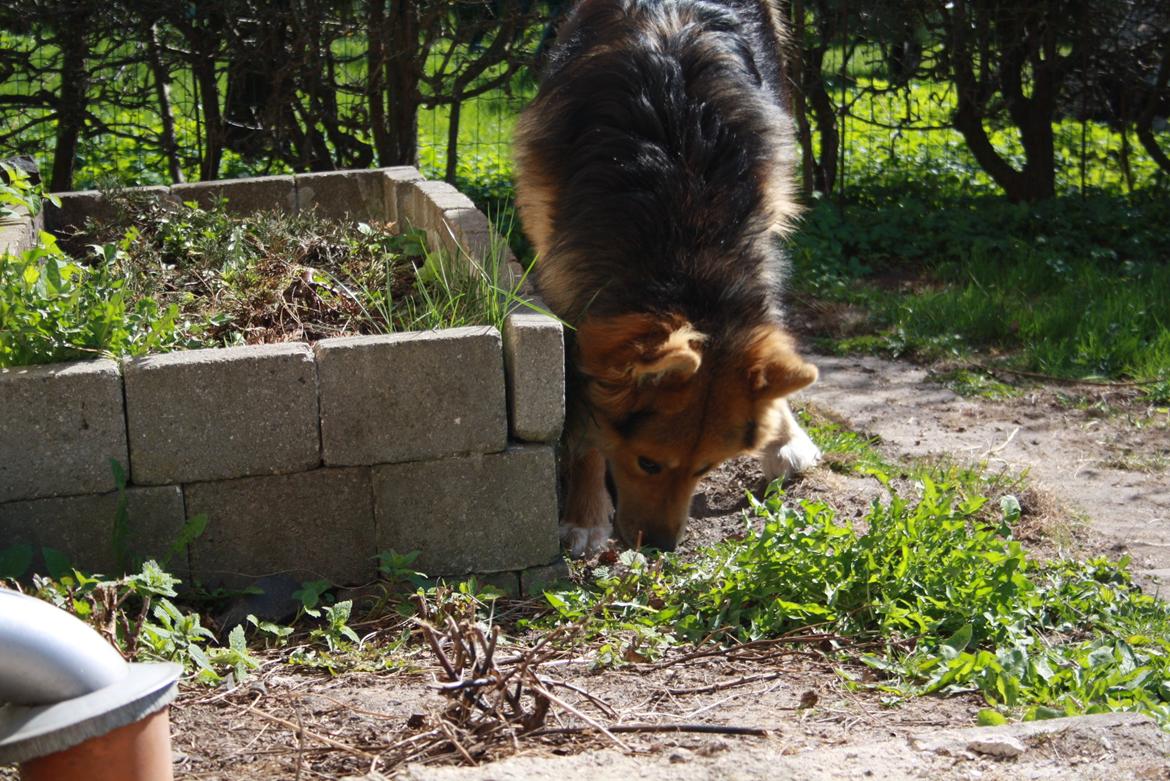 Blanding af racer Elvis billede 17