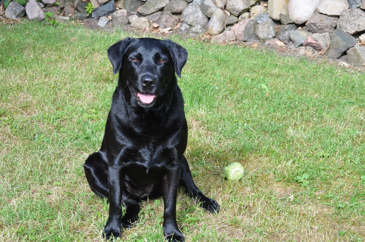 Labrador retriever Baxi billede 1