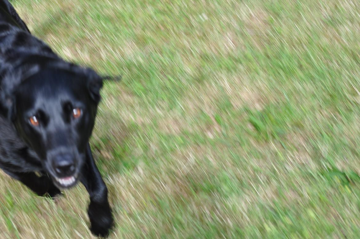 Labrador retriever Baxi billede 2