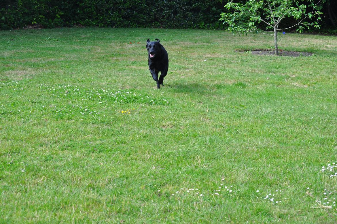 Labrador retriever Baxi billede 3