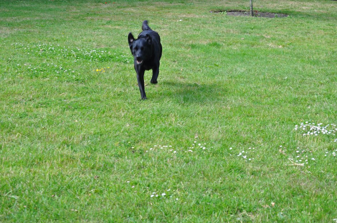 Labrador retriever Baxi billede 4