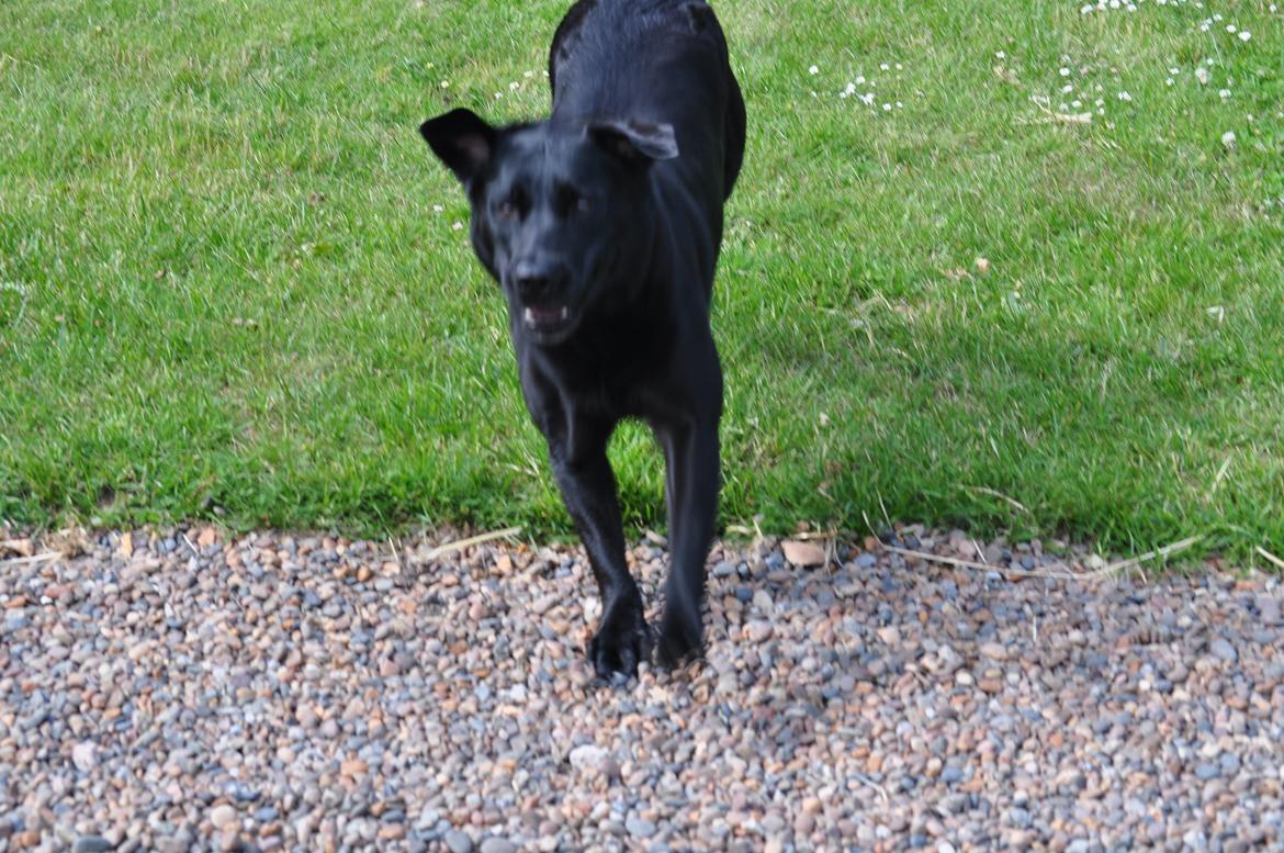 Labrador retriever Baxi billede 5