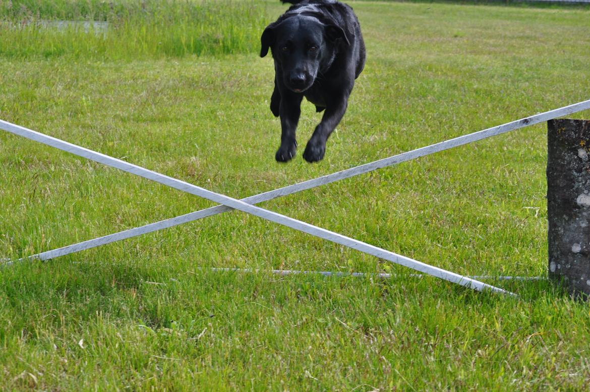 Labrador retriever Baxi billede 6