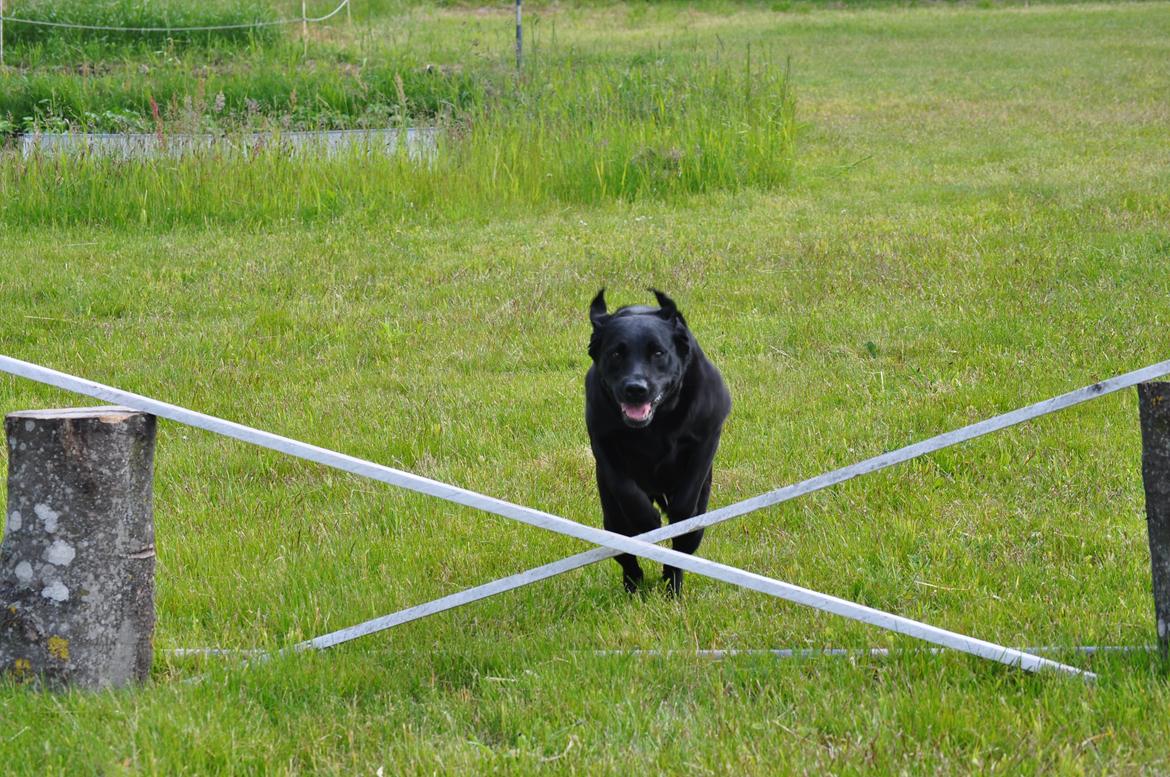 Labrador retriever Baxi billede 7