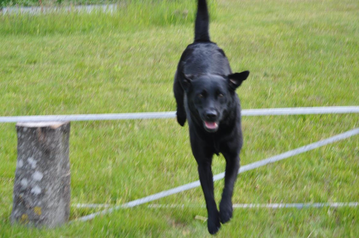 Labrador retriever Baxi billede 8