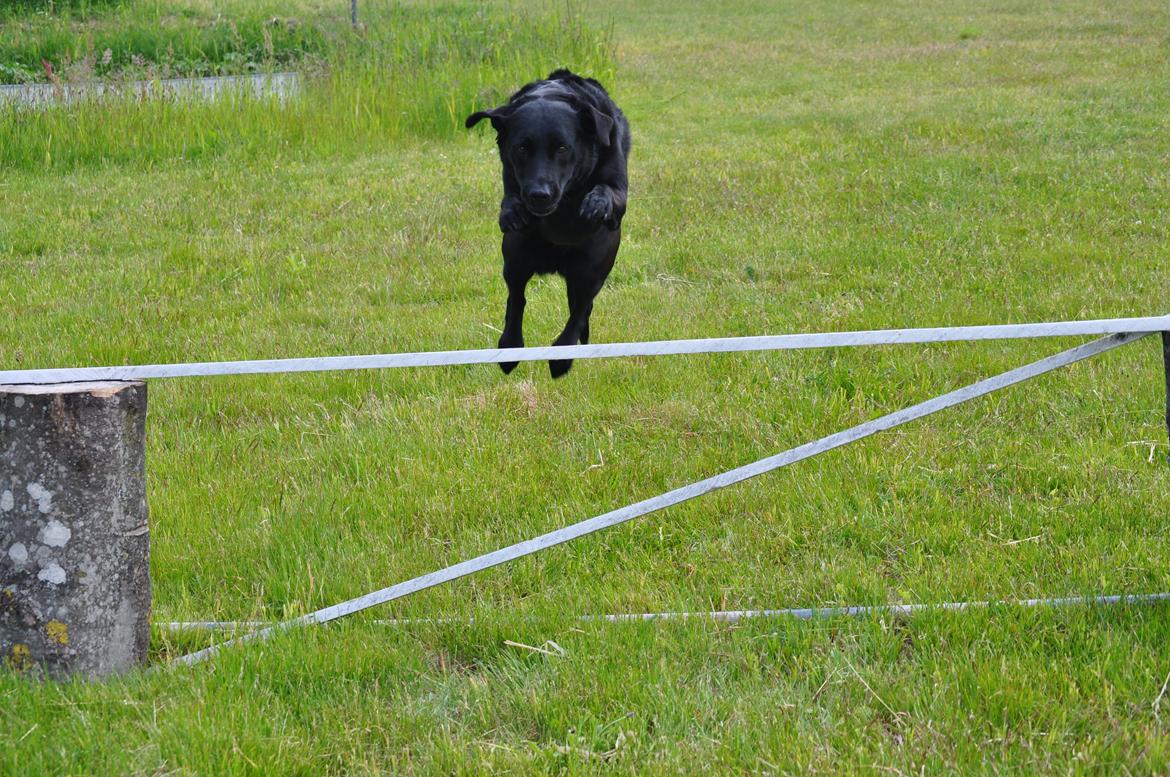 Labrador retriever Baxi billede 9