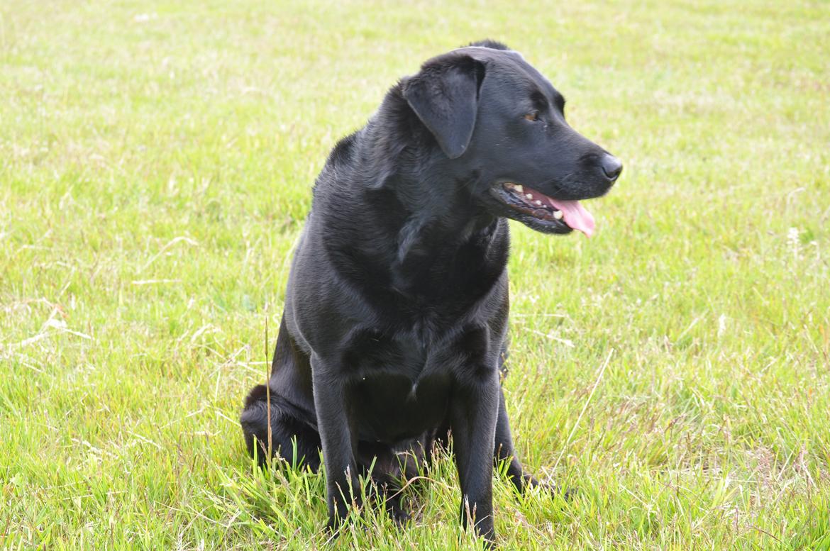 Labrador retriever Baxi billede 10