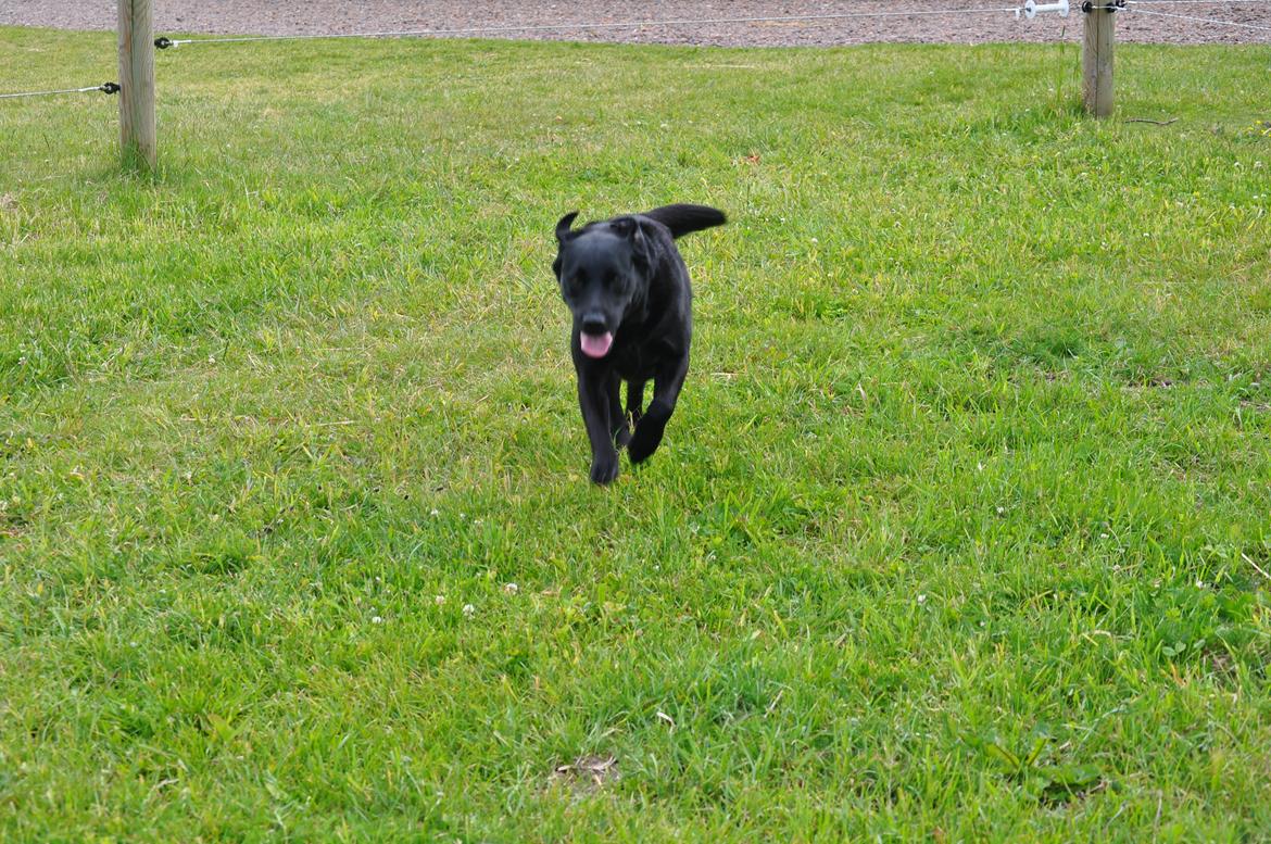 Labrador retriever Baxi billede 12