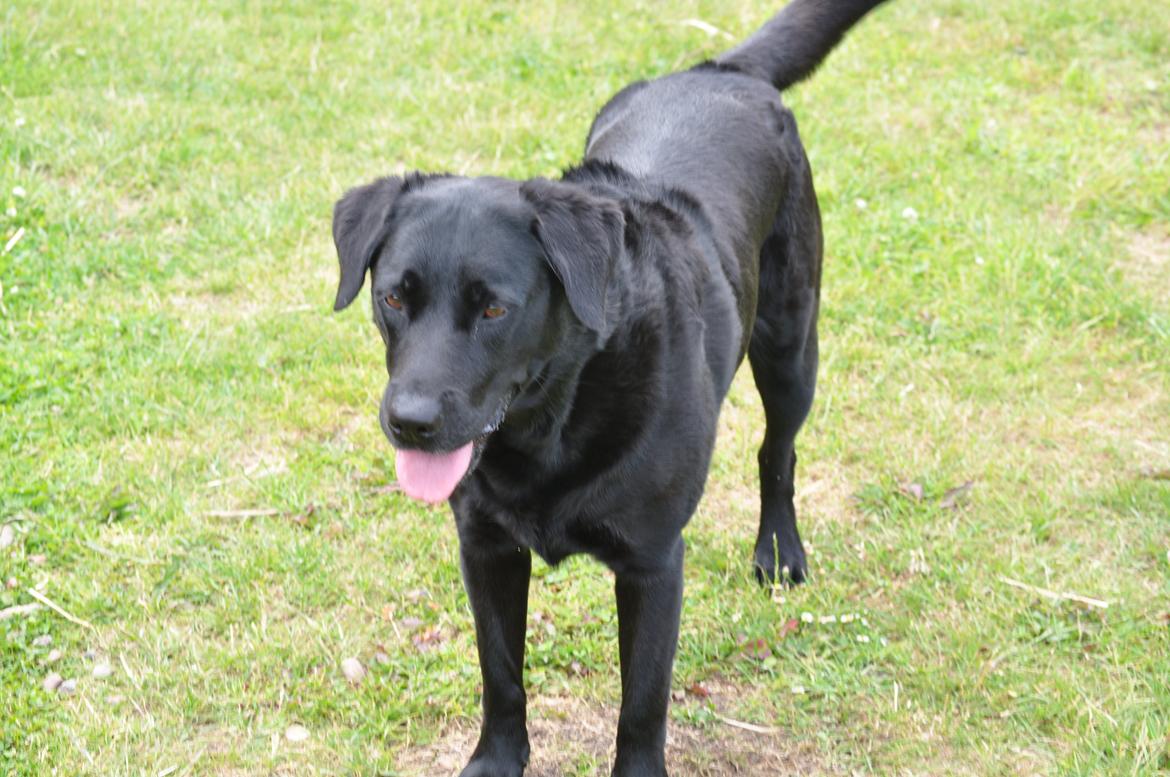 Labrador retriever Baxi billede 13