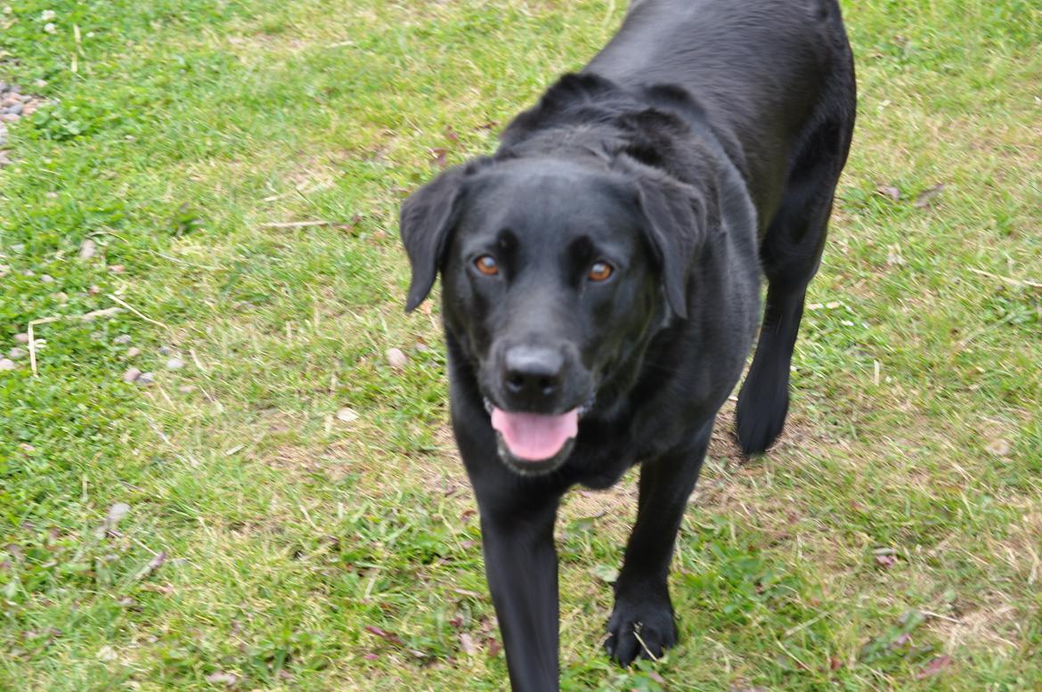 Labrador retriever Baxi billede 14