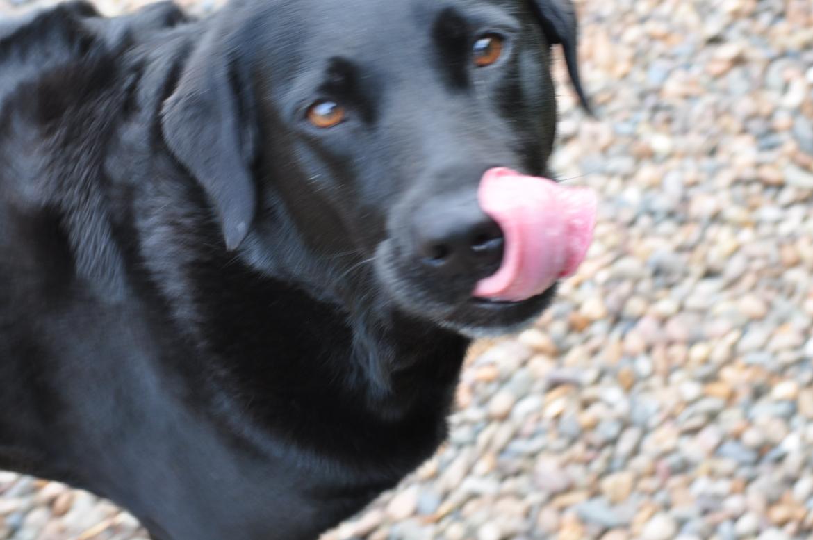 Labrador retriever Baxi billede 15