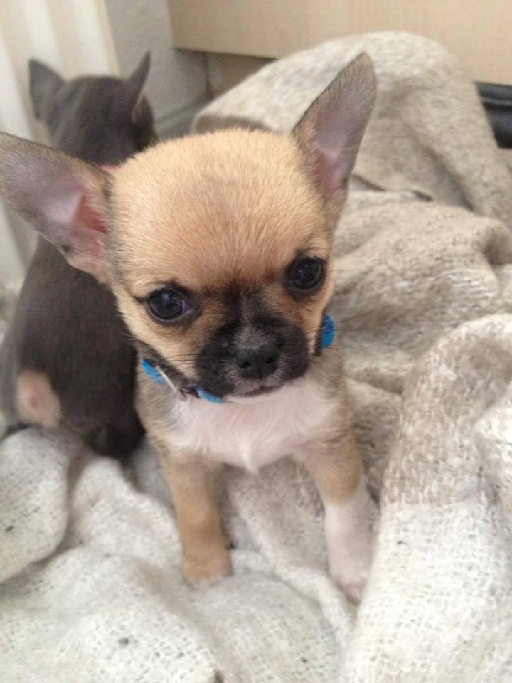 Chihuahua Teemo - 5 uger billede 1