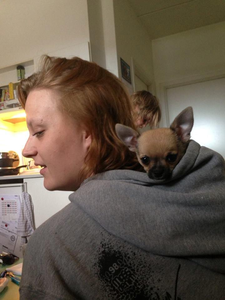 Chihuahua Teemo - I moster Fie's hat. 
8 uger billede 2