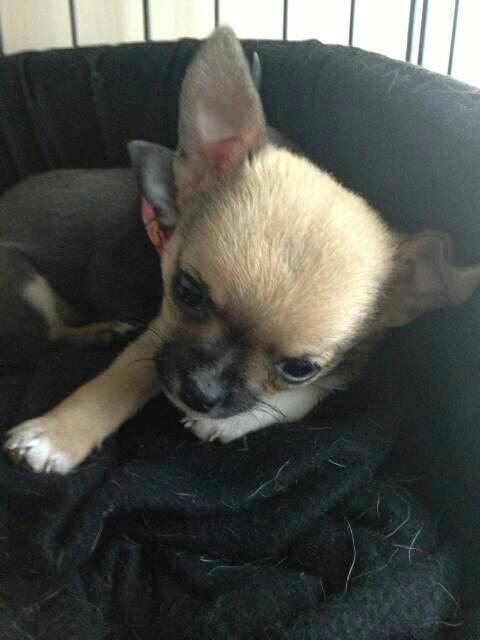 Chihuahua Teemo - 6 uger billede 3