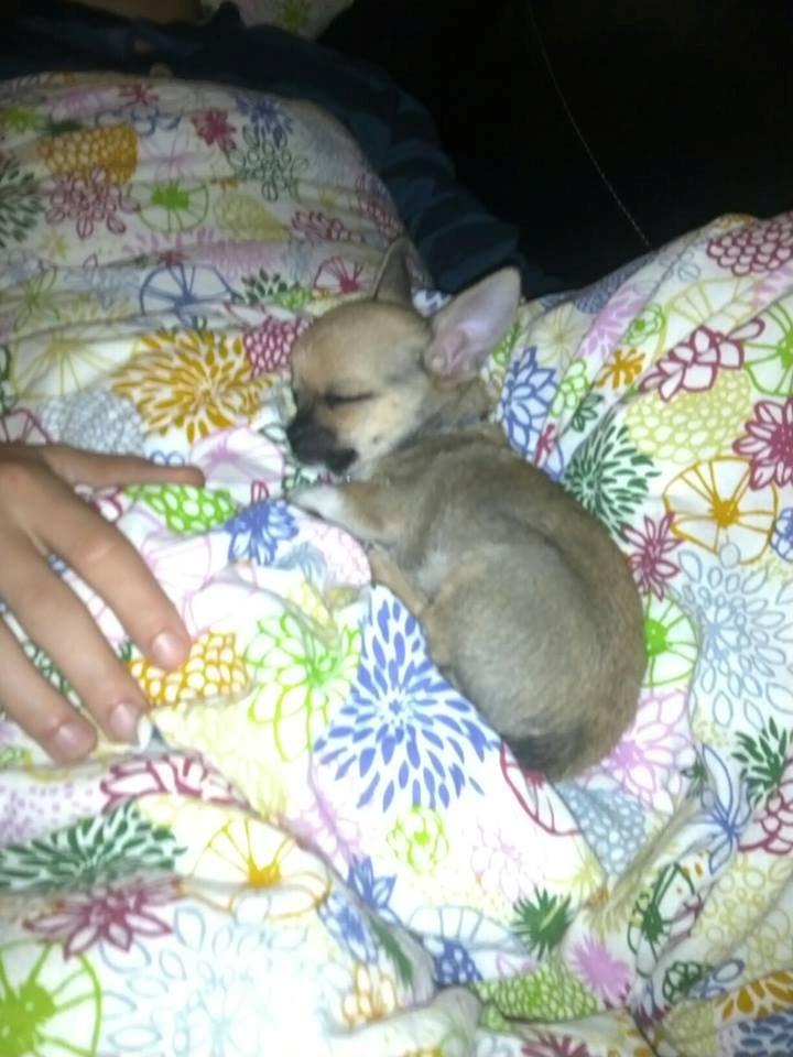 Chihuahua Teemo - Putter med far. 8 uger billede 4