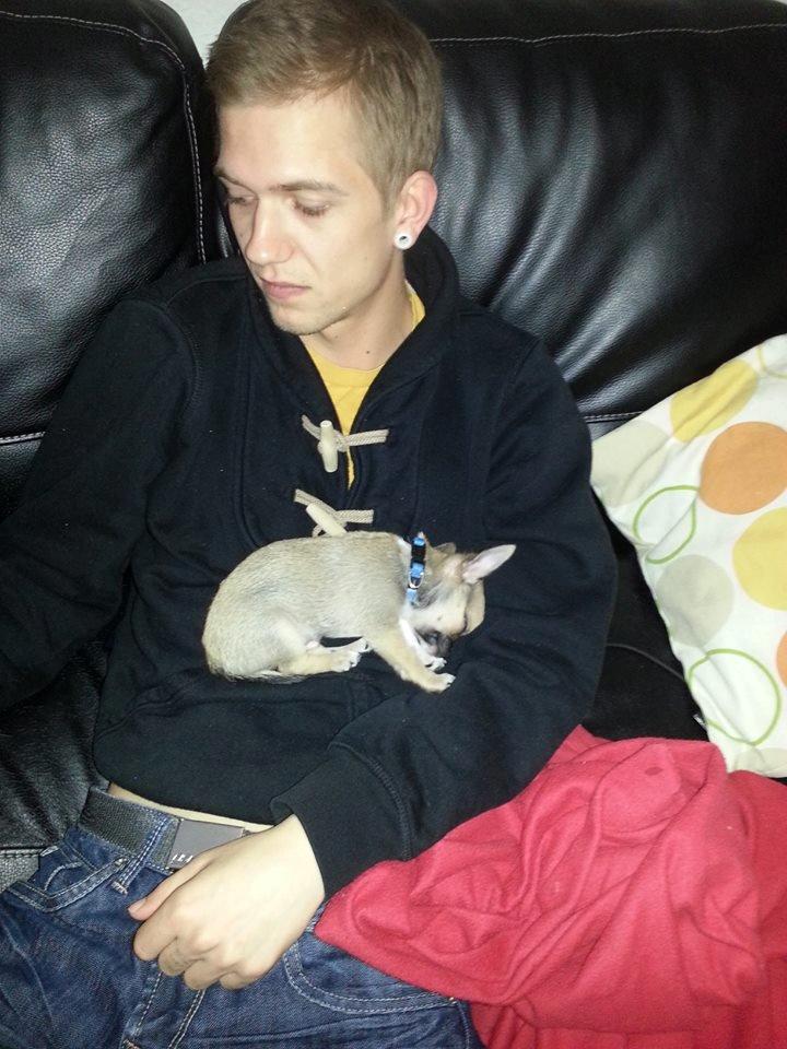 Chihuahua Teemo - Lige kommet hjem til os, og meget træt efter turen. 8 uger billede 5