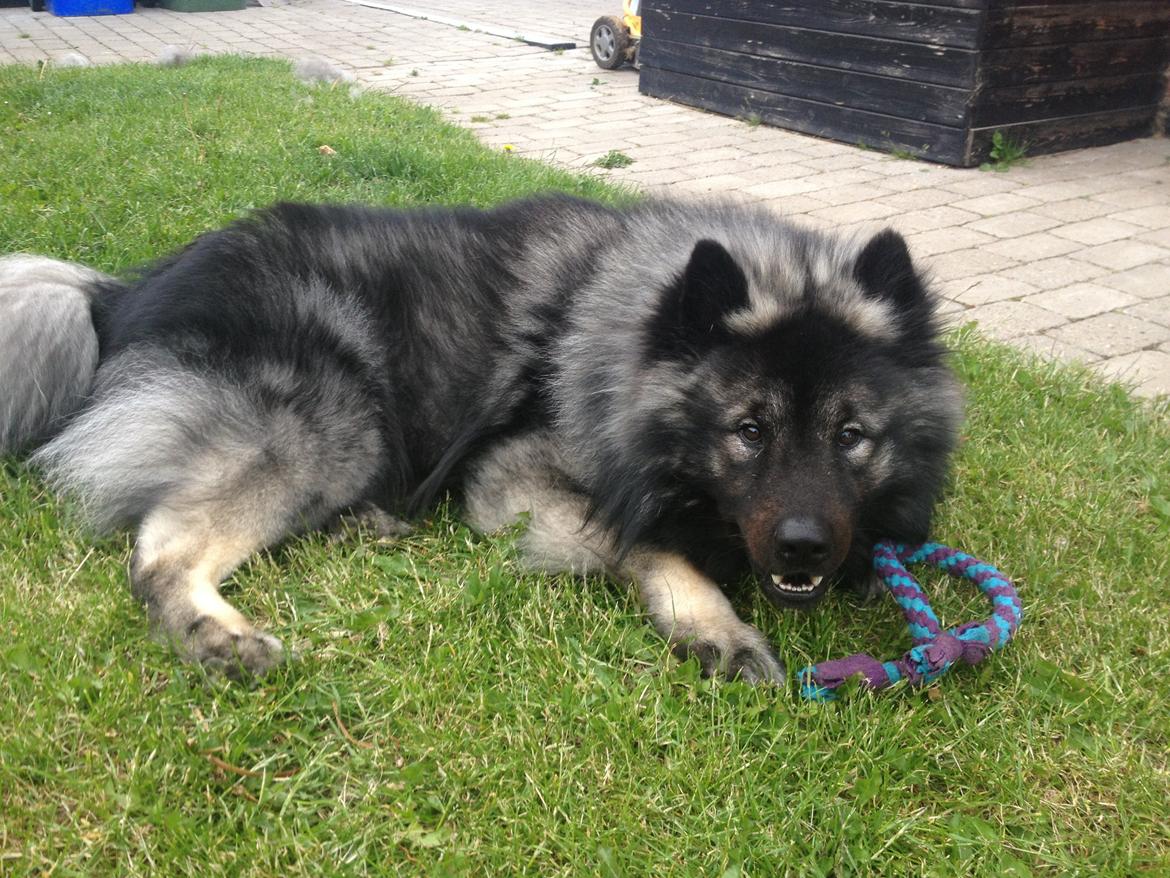 Eurasier Biker (Beiker) - Taget d. 17/06-2013
Har just været på vægten: 30,2kg.... Stor vaps :-) billede 1