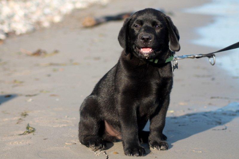 Labrador retriever | Hugo billede 15