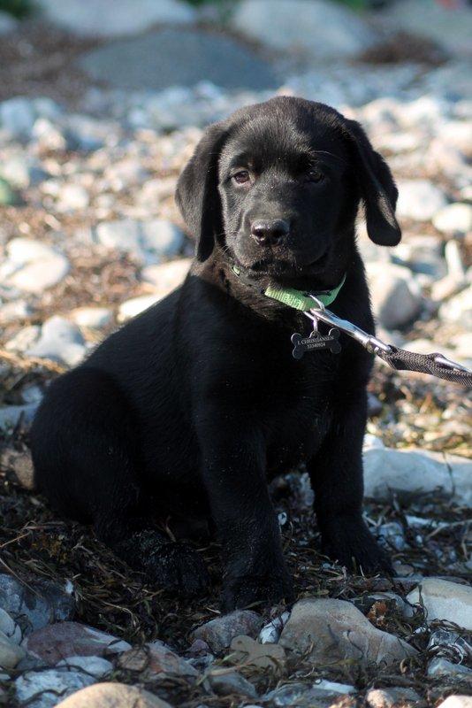 Labrador retriever | Hugo billede 16