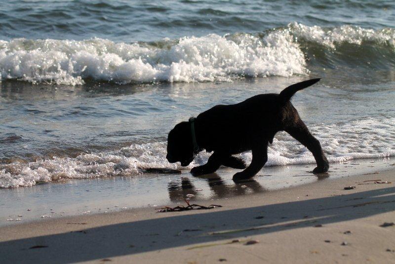 Labrador retriever | Hugo billede 17