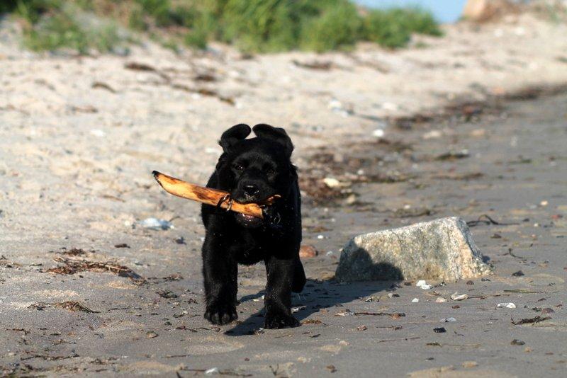 Labrador retriever | Hugo billede 1