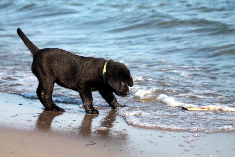 Labrador retriever | Hugo billede 18