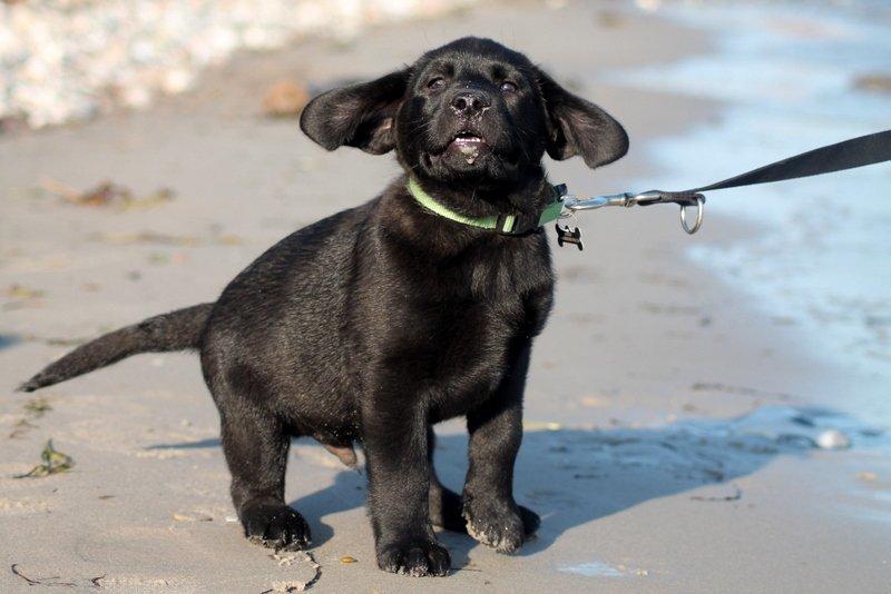 Labrador retriever | Hugo billede 19