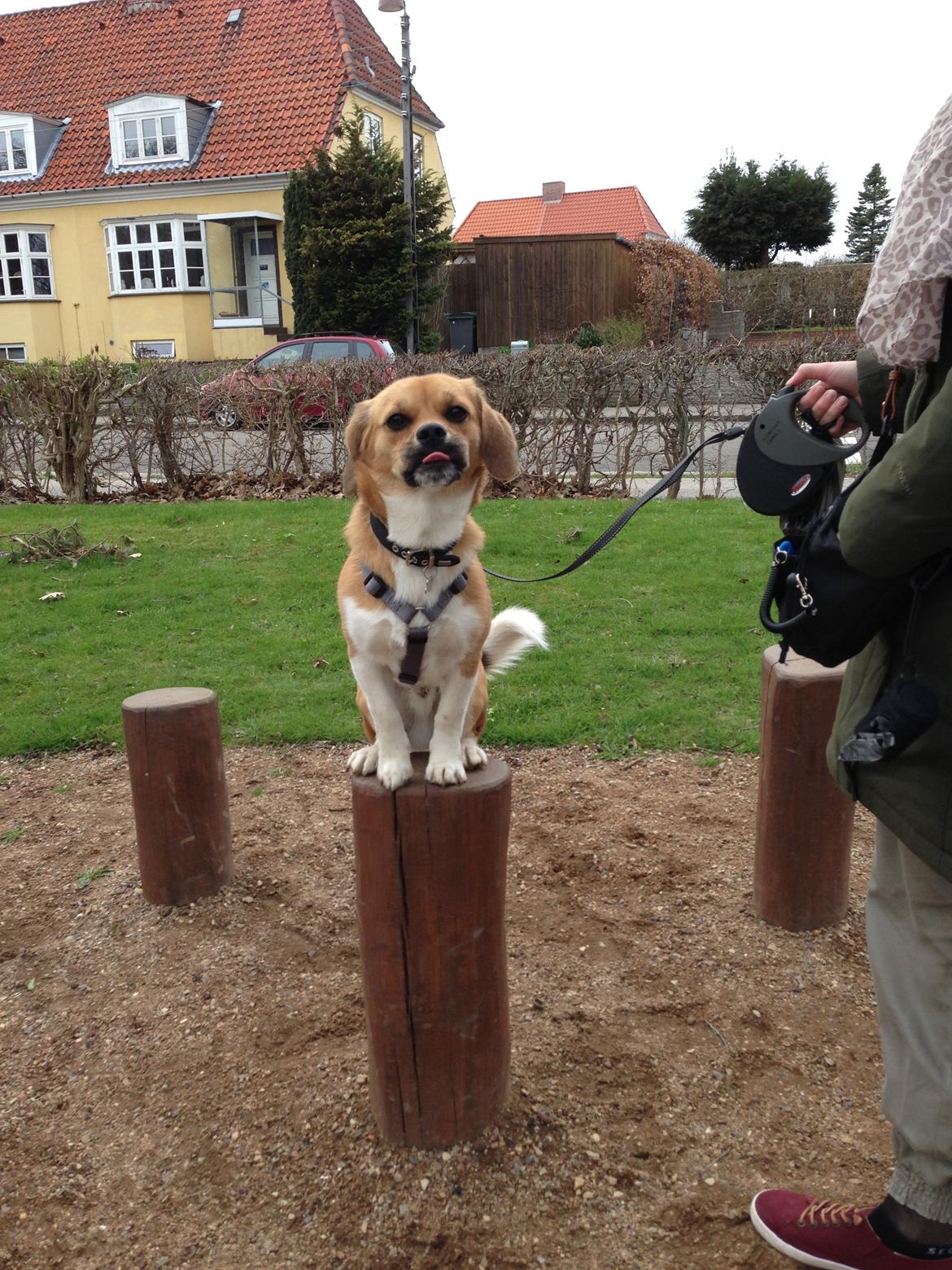 Blanding af racer Beagle/Shih tzu Mailo - Cirkus-Mailo billede 3