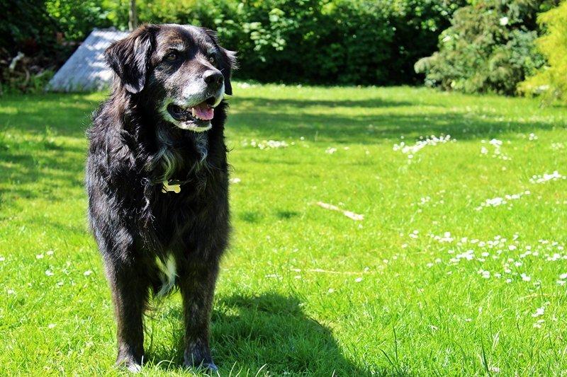 Blanding af racer Balto - Balto's fødselsdag.. Balto 7 år <3 

17.juni 2013 billede 13